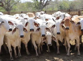 Panamá mantiene este estatus desde 2011, gracias a la aplicación de estrictos protocolos de vigilancia. Foto: Cortesía