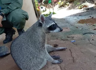 Los especialistas de MiAmbiente verificaron la situación y lograron que el animal fuera entregado de manera voluntaria e inmediata.