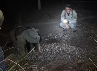 Se trata de una práctica ilegal que afecta directamente los programas de protección y conservación de esta especie en peligro. Foto: Cortesía