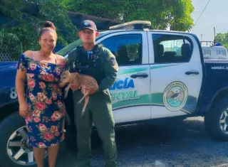 El venado cola blanca Venado cola blanca fue evaluado preliminarmente y trasladado a un veterinario para verificar su estado de salud. Foto: Cortesía