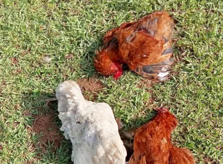 Mientras se mantiene la vigilancia sobre el brote de rabia bovina, otra situación sanitaria comenzó a ser investigada por el MIDA tras el reporte de la muerte casi simultánea de 15 aves de traspatio en la comunidad de San Marcelo, distrito de Cañazas. Foto. Ilustrativa
