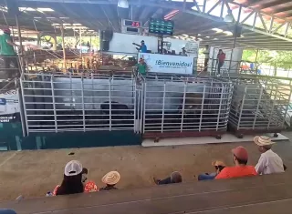La sequía es el mayor enemigo de los ganaderos. Foto. Thays Domínguez
