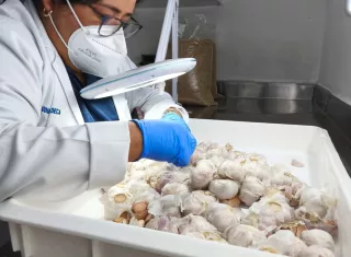 Le cierran el paso a más de mil plagas en Panamá. Foto: Cortesía