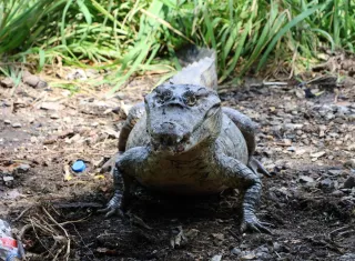 La institución mantiene un programa de educación ambiental dirigido a comunidades cercanas a zonas donde habitan estos reptiles. Foto: Cortesía