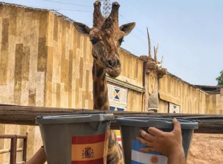 La jirafa Fali, uno de los animales más emblemáticos del zoológico Terra Natura de Murcia. Foto: EFE