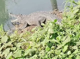 MiAmbiente hace un llamado a la ciudadanía para evitar ingresar o permanecer en áreas donde se haya reportado la presencia de babillos o cocodrilos. Foto. Cortesía