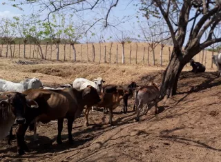 Ganaderos de azuero piden emergencia agropecuaria ante dura sequía