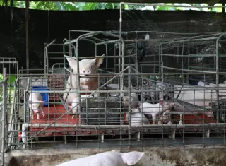 La nueva herramienta está dirigida principalmente a pequeños y medianos productores porcinos. Foto: Cortesía