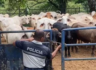 Se plantea conformar una mesa de trabajo interinstitucional para abordar este tema y buscar soluciones a los problemas.