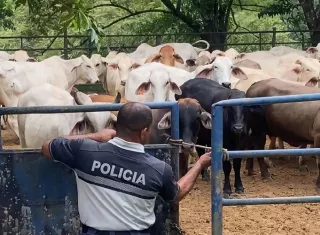 Entre las principales acciones discutidas figura la unificación de criterios para la emisión de guías de traslado de ganado, con el objetivo de mejorar la trazabilidad del movimiento de los animales. 