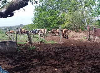 ¡Alerta en la ganadería! El Niño obliga a vender reses en Panamá Oeste