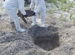 "Valiente" fue sepultado siguiendo el protocolo establecido para evitar riesgos sanitarios y proteger el área de anidación.