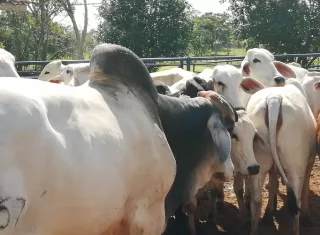 Para los ganaderos de Panamá Oeste, las estadísticas oficiales del SIEC podrían no reflejar la magnitud real del problema, ya que parte del gremio considera que denunciar un hurto es "perder el tiempo". Foto. Eric Montenegro