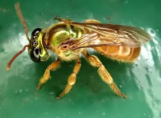 Megalopta genalis, una abeja del sudor objeto de este estudio que puede ser tanto social como solitaria. Foto: Carmelo López