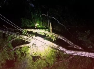 La caída de árboles sobre el tendido eléctrico dejó sin servicio a las comunidades de Cacique, Miramar, Palenque, Palmira, Cuango y Santa Isabel, en la Costa Arriba de Colón. Foto. Cortesía