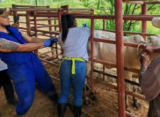 La brucelosis bovina es una enfermedad infecciosa y contagiosa causada principalmente por la bacteria Brucella abortus. Foto. Cortesía