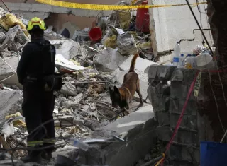 Un perro de rescate trabaja en una jornada de búsqueda en una zona afectada por el terremoto en Cali. Foto. EFE