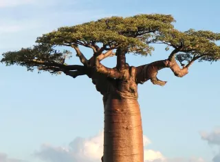 Adansonia grandidieri es un baobab nativo de Madagascar, África, donde crece en bosques tropicales secos. Foto: Bernard Gagnon/iNaturalist