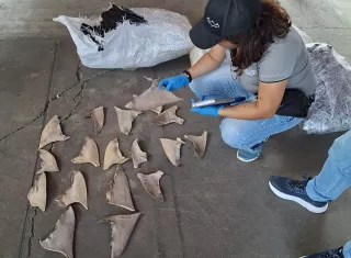 La retención se produjo en el Puerto de Manzanillo, durante una operación de fiscalización e investigación desarrollada por el Equipo Multidisciplinario Especializado Ambiental (EME-Ambiental)