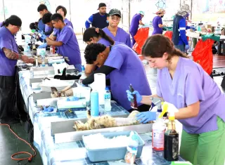 Cientos de perros y gatos fueron esterilizados en La Siesta, Tocumen, durante una jornada veterinaria del programa “Tina en tu comunida".
