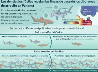 El estudio demuestra así que los fósiles microscópicos pueden ofrecer una ventana al pasado y ayudar a establecer referencias más precisas para proteger a los tiburones. Foto: Cortesía