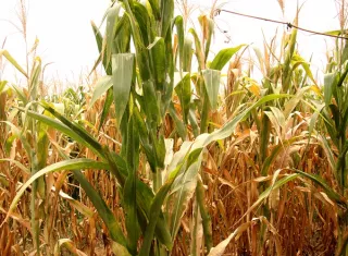 Sembrar una hectárea de maíz cuesta unos 12,000 pesos (unos 640 dólares), una inversión que algunos agricultores han realizado dos veces sin lograr recuperar debido a la falta de agua. Foto. EFE