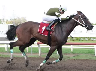 El ejemplar Buonasera, con la monta de Yonis Lasso, en los metros finales del Clásico de la Familia Arango, que se disputó ayer en el Hipódromo Presidente Remón. Foto: Omar Yerar Batista