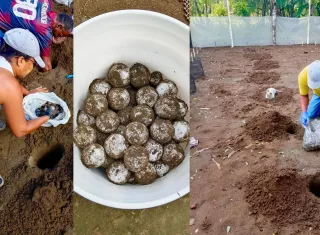 La esperanza ahora está puesta en esos 178 huevos. Cada tortuguita que logre llegar al mar será una pequeña victoria para una especie que lucha contra la extinción.