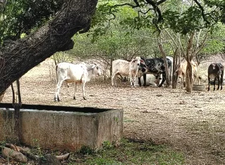 La expectativa de la región es que la declaratoria se traduzca en insumos, forraje y pozos en las áreas de mayor vulnerabilidad hídrica. Foto. Thays Domínguez
