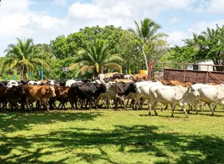 En el área nutricional y veterinaria, los ganaderos demandan la distribución de pacas, ensilaje, melaza, suplementación mineral y un plan de vacunas y vitaminas. Foto. Eric Montenegro