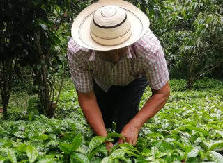En el evento se compartirán las principales líneas de acción que orientarán la cooperación FAO-Panamá hacia 2030. Foto: Pexels