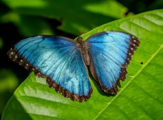 El color azul iridiscente que vemos en las mariposas Morpho es producto de cómo la luz se refleja en las diminutas estructuras que forman las escamas de sus alas. Crédito: Connor Evans-Blake