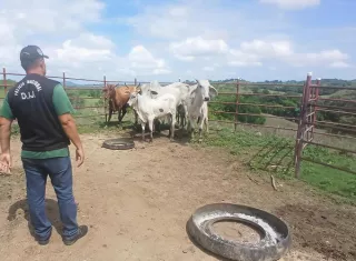 El ganado suele desaparecer de las fincas para ser trasladado en cuestión de horas lejos de su lugar de origen. Foto. Thays Domínguez