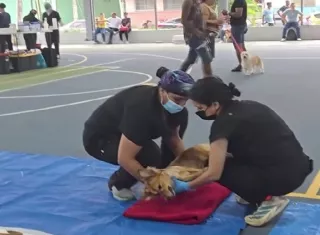 Muchos ciudadanos llevaron perros rescatados para ser evaluados por los médicos veterinarios y recuperar su salud. Foto. Cortesía