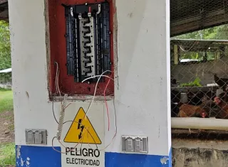 Unas 1,500 gallinas ponedoras que están en una galera podrían morir por sofocación porque la galera se quedó sin electricidad.  /  Foto: Eric Montenegro