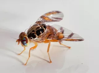 Mida liberará las moscas estériles de Ceratitis capitata, conocida como mosca de la fruta. Foto: Cortesía