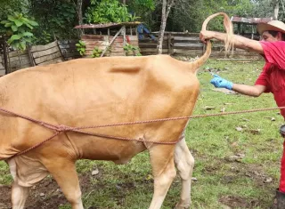 Se busca reforzar la prevención y el control de afecciones que impactan la salud del hato ganadero y la productividad de las fincas de la región. Foto. Cortesía