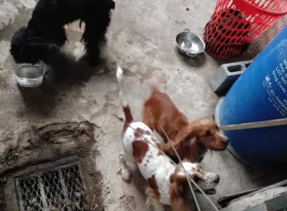 Los animales quedaron bajo custodia para recibir atención veterinaria.