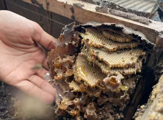 Los participantes recibieron orientación especializada sobre el manejo de colmenas y las técnicas adecuadas para la crianza de estas abejas.