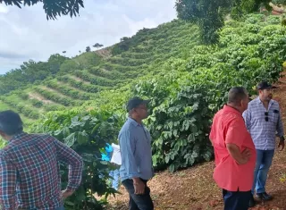 Las plantaciones, que acumulan ocho meses de crecimiento, están próximas a su primera cosecha. 