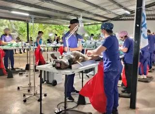 La población ya está entendiendo que esterilizar es una forma de prevenir la proliferación de animales.