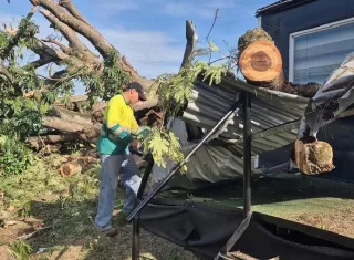 El viejo árbol, que según los moradores presentaba signos de deterioro, cayó hacia la calle, bloqueó la vía y dejó atrapada parte de la mercancía de la frutería, sin alcanzar vehículos ni cables eléctricos.  Trabajos de corte y rescate de iguanas.