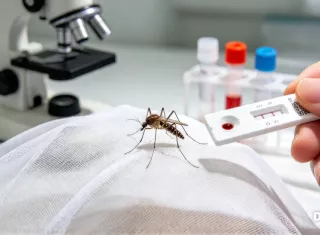 El mosquito transmisor pica principalmente durante la noche, desde el atardecer hasta el amanecer. Por ello, las personas que permanecen o pernoctan en las instalaciones del mercado pueden estar más expuestas.