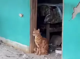 Realizarán jornada veterinaria para atender animales afectados por el sismo. Foto: Redes sociales