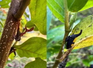 Un Heteronotus trinodosus y una Enchenopa dubia en Gamboa, Panamá. Foto: Maria Paz Rueda Rodriguez
