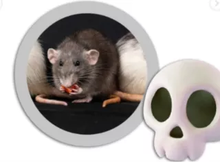 El posible caso de hantavirus en Los Santos continúa bajo investigación. El Ministerio de Salud (Minsa) informó que todavía no hay un diagnóstico confirmado 