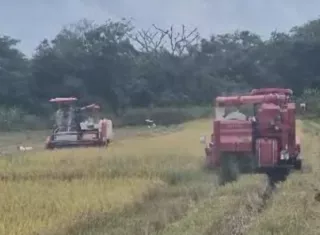 Sismo afecta puentes y complica el traslado de arroz a los molinos