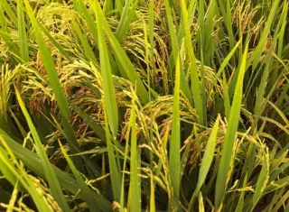 Molineros de arroz se solidarizan con productores afectados por el terremoto. Foto: Cortesía