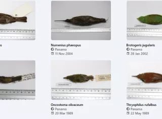 Colección de aves de Panamá. Foto: ICGES