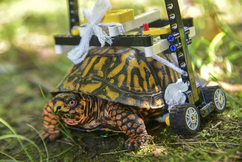 Una tortuga salvaje con una concha rota se mueve en una silla de ruedas hecha de legos mientras se recupera en el zoológico de Baltimore. AP